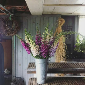 Camelot Mix, (F1) Digitalis Seeds